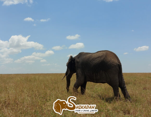 Maasai Mara